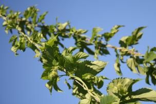 Hops