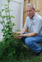 Marty Nachel tending hops